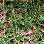 Selaginella helvetica Habit