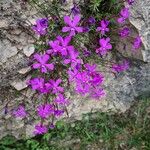 Viola cazorlensis ഇല