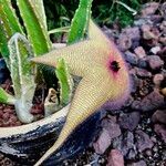 Stapelia giganteaŽiedas