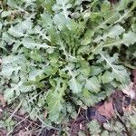 Crepis bursifolia Habit
