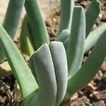 Cheiridopsis denticulata Hoja