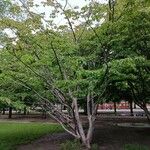 Parrotia subaequalis Hábito