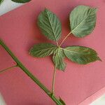 Rubus nessensis Leaf