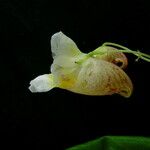 Impatiens urticifolia Maua