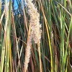 Imperata cylindrica Ffrwyth