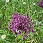 Allium nigrum Flower