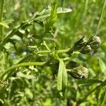 Crepis biennis Leaf