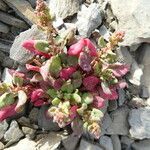 Rumex bucephalophorus Tervik taim