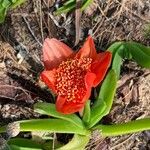 Haemanthus coccineus फूल