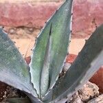 Agave asperrima Leaf