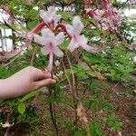 Rhododendron canescens 花