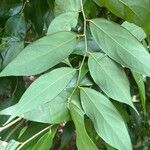 Cleistanthus sumatranus Hoja