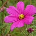 Cosmos bipinnatus Blüte