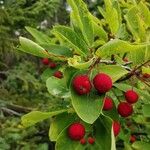 Ilex mucronata Fruit