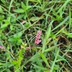 Persicaria maculosa Blomst