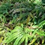 Adiantum hispidulum عادت داشتن