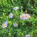 Symphyotrichum novi-belgiiBloem