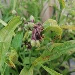 Tradescantia occidentalis Fiore