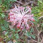 Isopogon