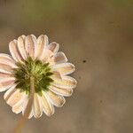 Bellium bellidioides 花