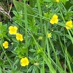 Potentilla erectaപുഷ്പം