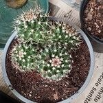 Mammillaria winteraeFulla