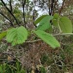 Rubus apetalus Folha