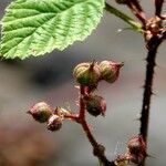 Rubus caesius Muu