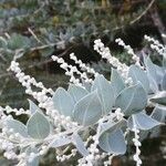 Acacia podalyriifolia Folha