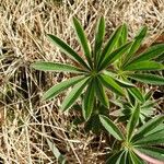 Lupinus polyphyllus Feuille