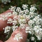 Ammi majusBlomma