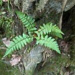 Dryopteris cristata आदत