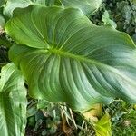 Zantedeschia aethiopica Blatt