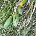 Iris foetidissima Fruit