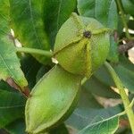 Carya illinoinensisফল