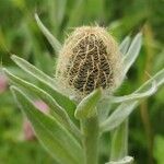 Centaurea uniflora Fruit