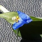 Commelina communis Çiçek