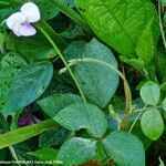 Vigna vexillata Folha