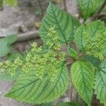 Laportea aestuans Flower