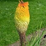 Kniphofia northiae