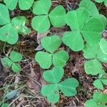 Oxalis oreganaLeaf