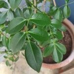 Pandorea jasminoides 葉