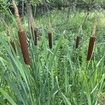 Typha latifoliaЛист