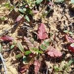 Erodium botrys Hoja