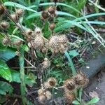 Arctium nemorosum Fruit