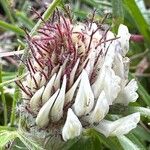 Trifolium ochroleucon 花