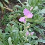 Matthiola longipetala花