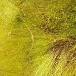 Spermacoce filifolia Folha