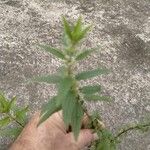 Urtica chamaedryoides Лист