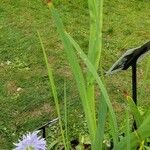 Hesperantha coccinea Liść